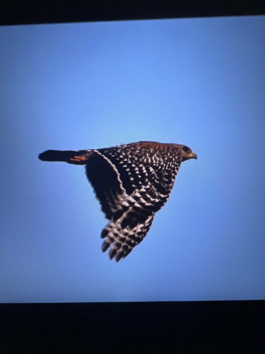 Red-shouldered Hawk - ML620169042