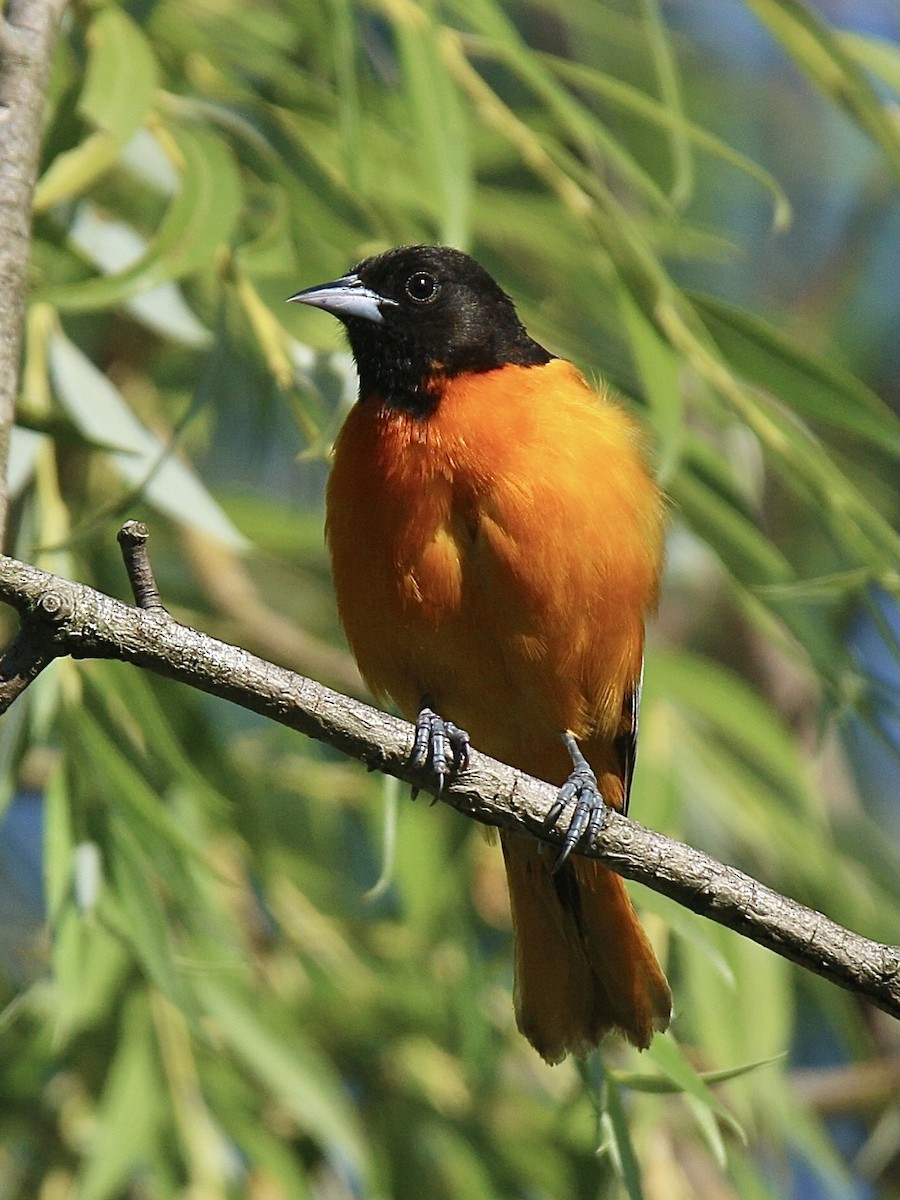 Baltimore Oriole - ML620169049