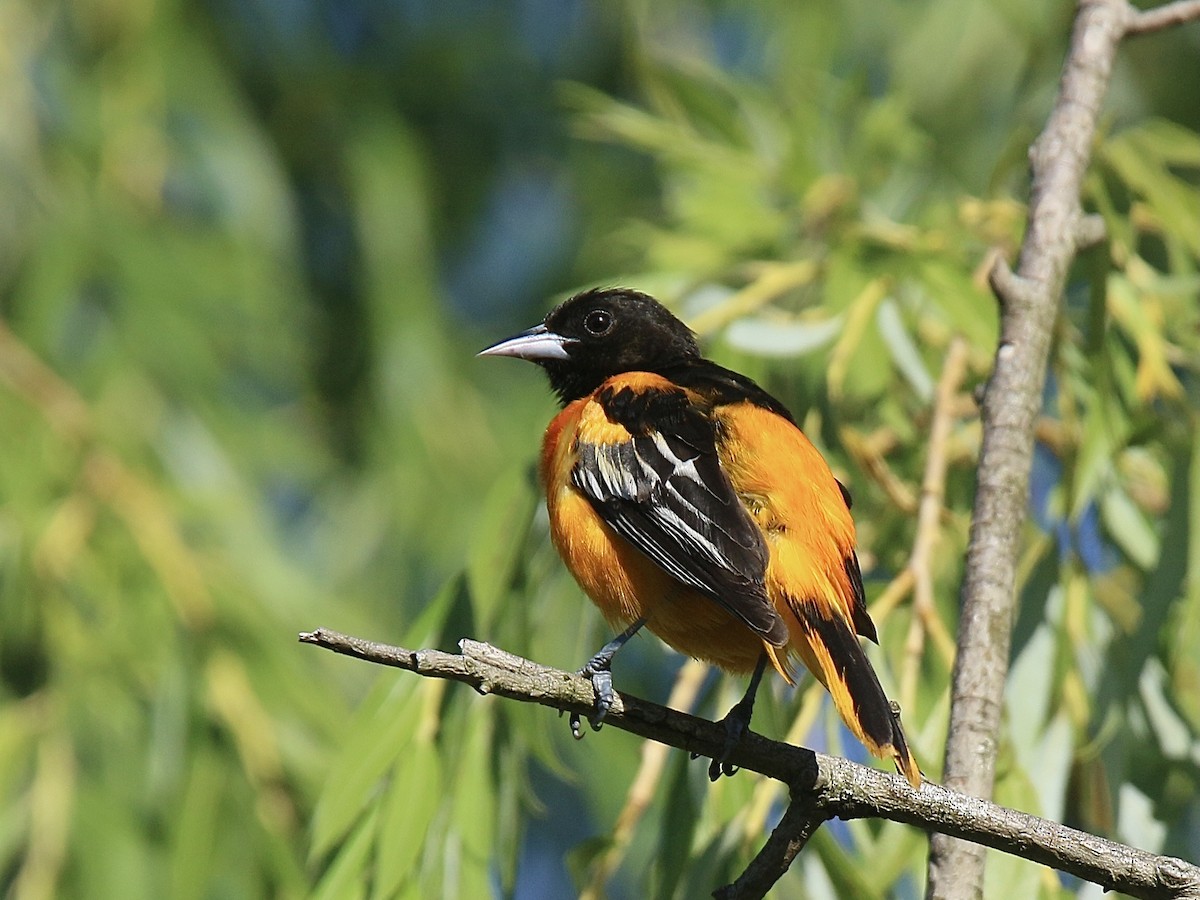 Oriole de Baltimore - ML620169050