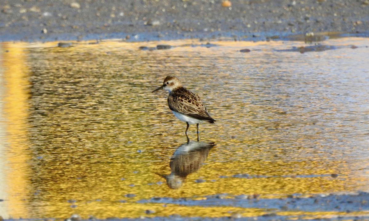 Semipalmated Sandpiper - ML620169052