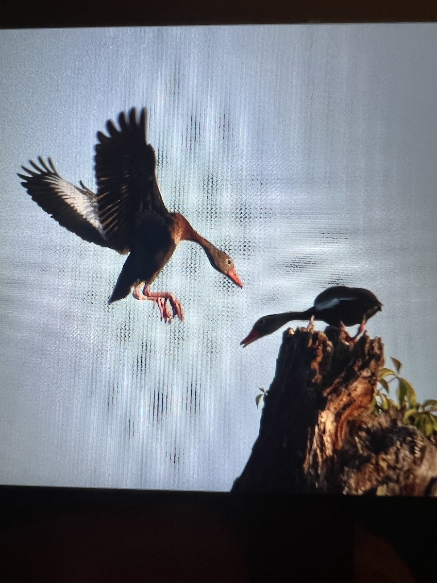 Black-bellied Whistling-Duck - ML620169053