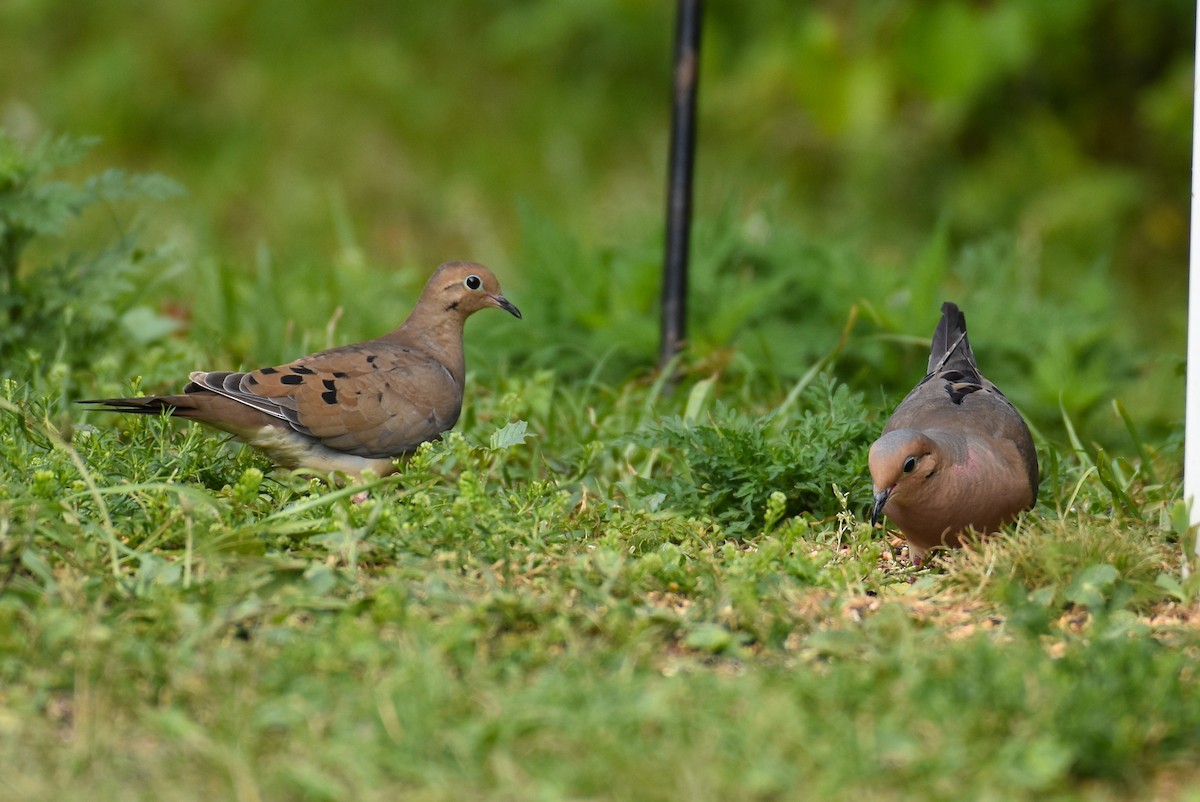 Mourning Dove - ML620169054