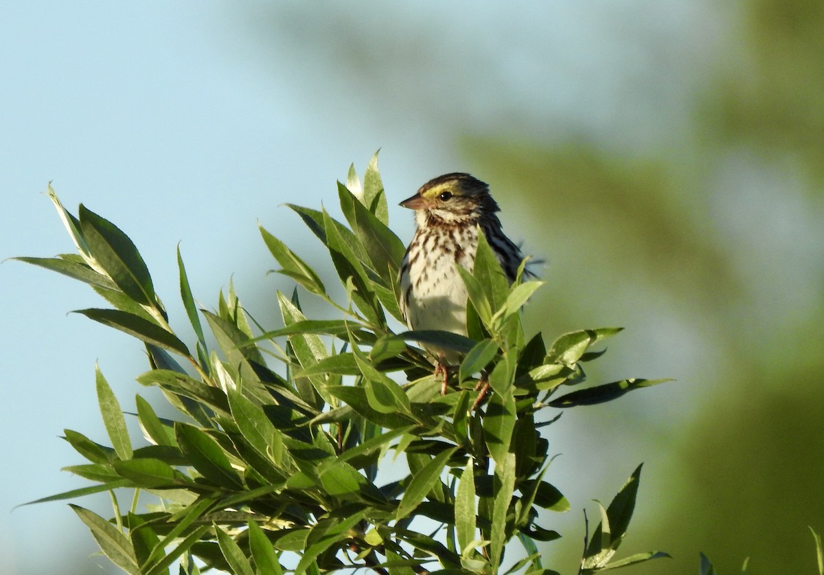 Savannah Sparrow - ML620169062