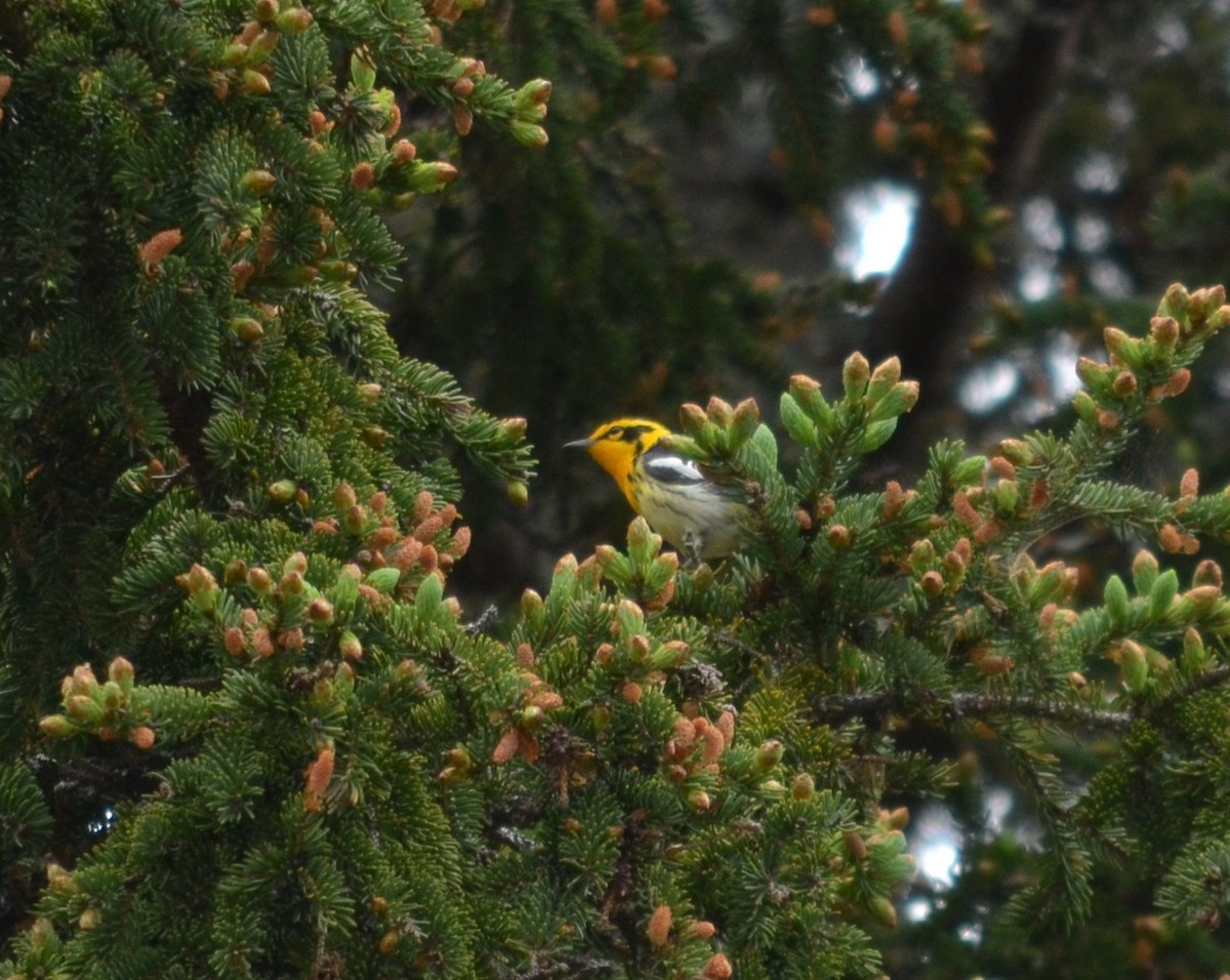 Blackburnian Warbler - ML620169064