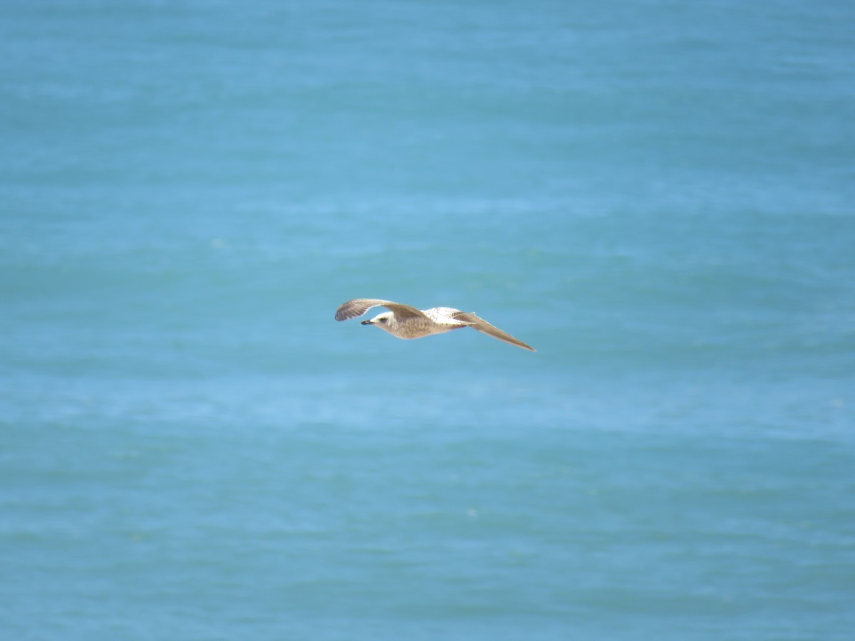 Yellow-legged Gull - ML620169065