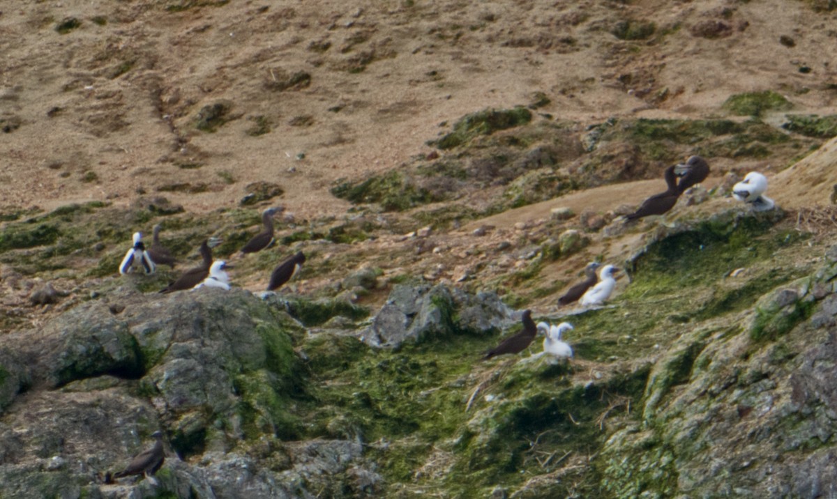 Brown Booby - ML620169072