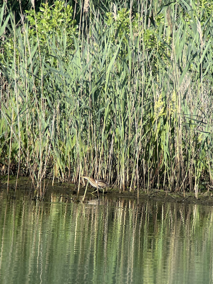 Least Bittern - ML620169081