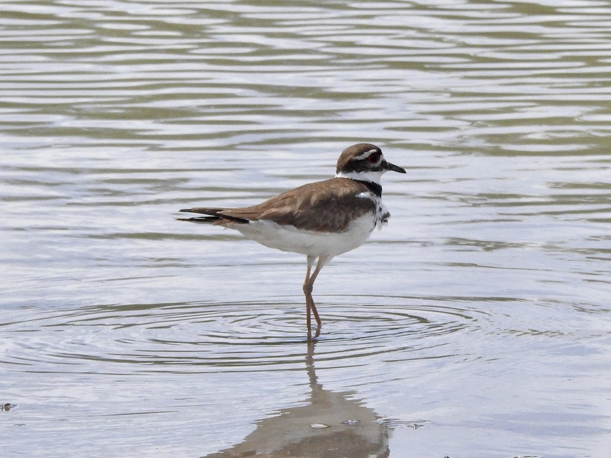 Killdeer - ML620169088