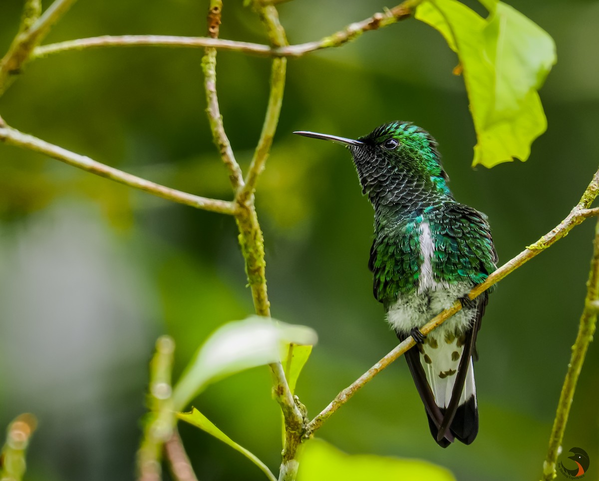 kolibřík zelenopláštíkový - ML620169089