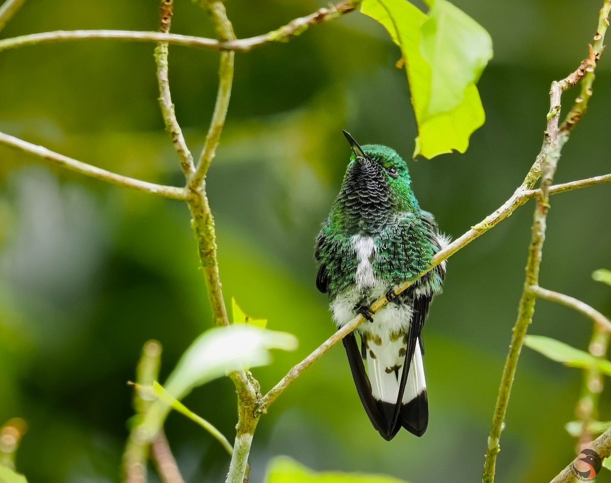 kolibřík zelenopláštíkový - ML620169090