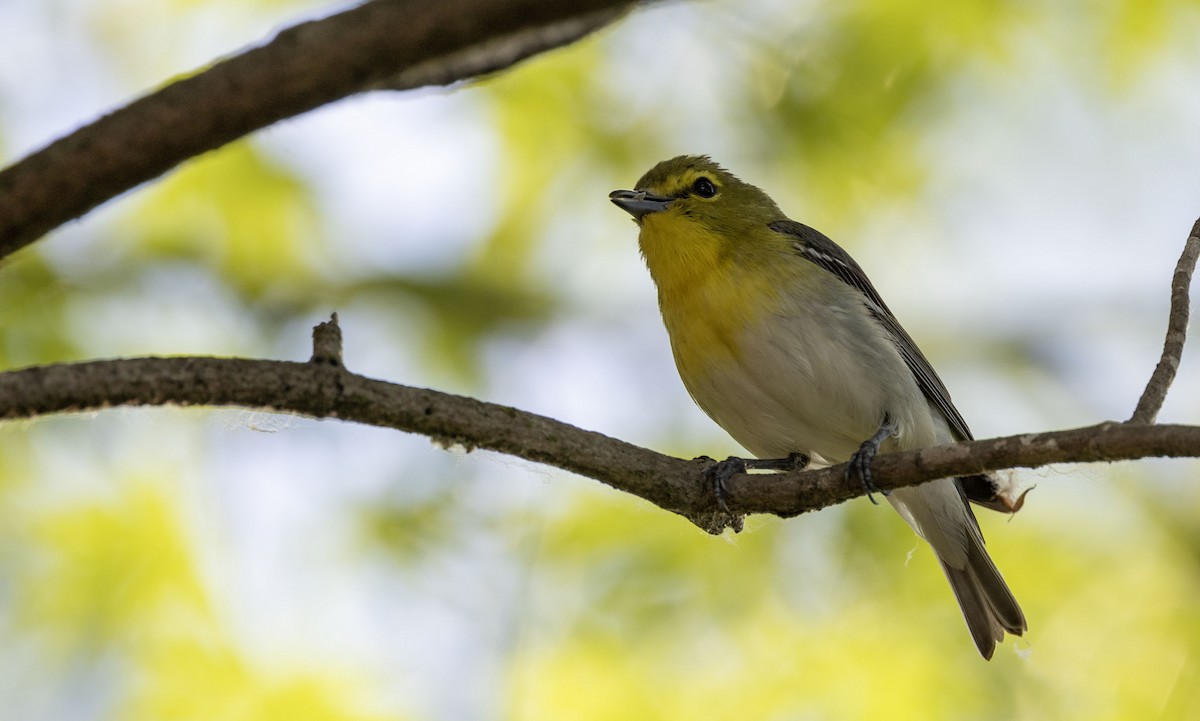 Yellow-throated Vireo - ML620169092