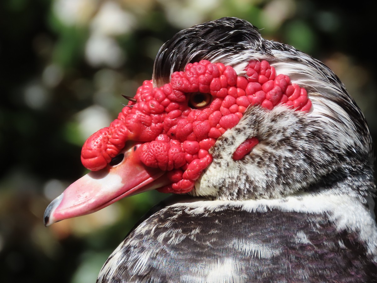 Muscovy Duck (Domestic type) - ML620169098