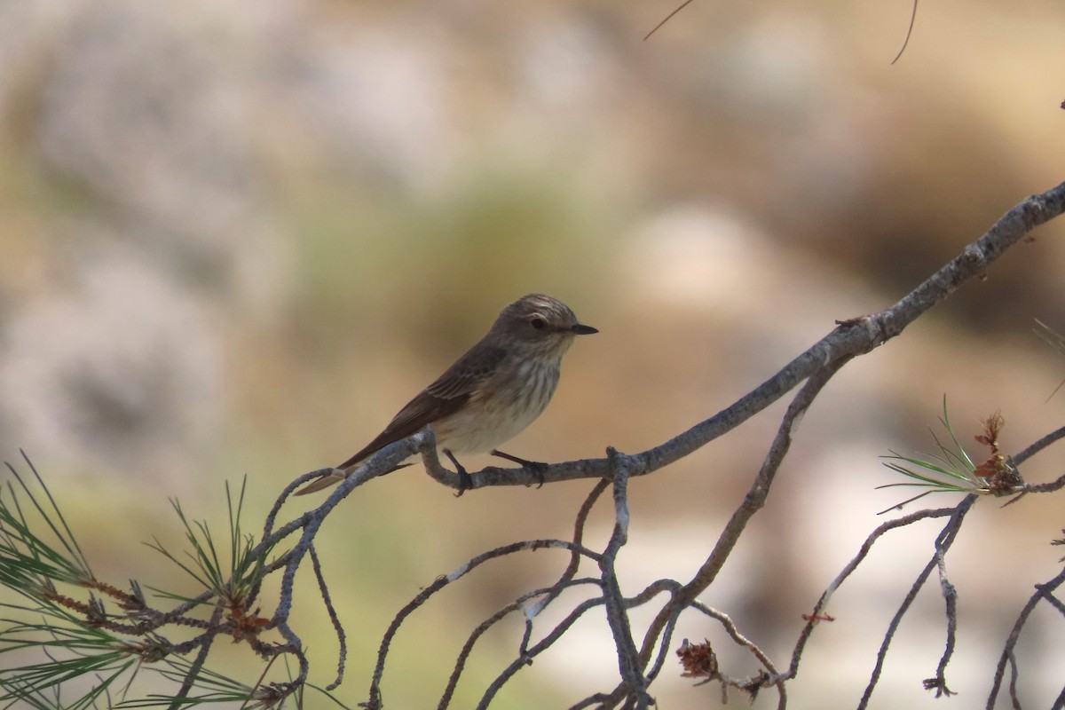 Spotted Flycatcher - ML620169102