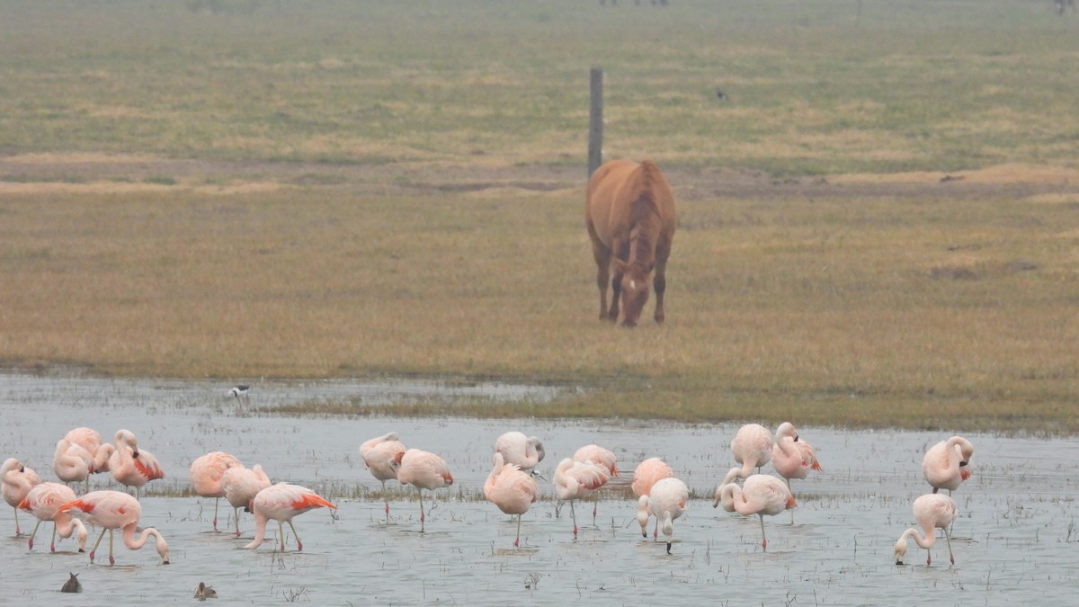 Şili Flamingosu - ML620169106