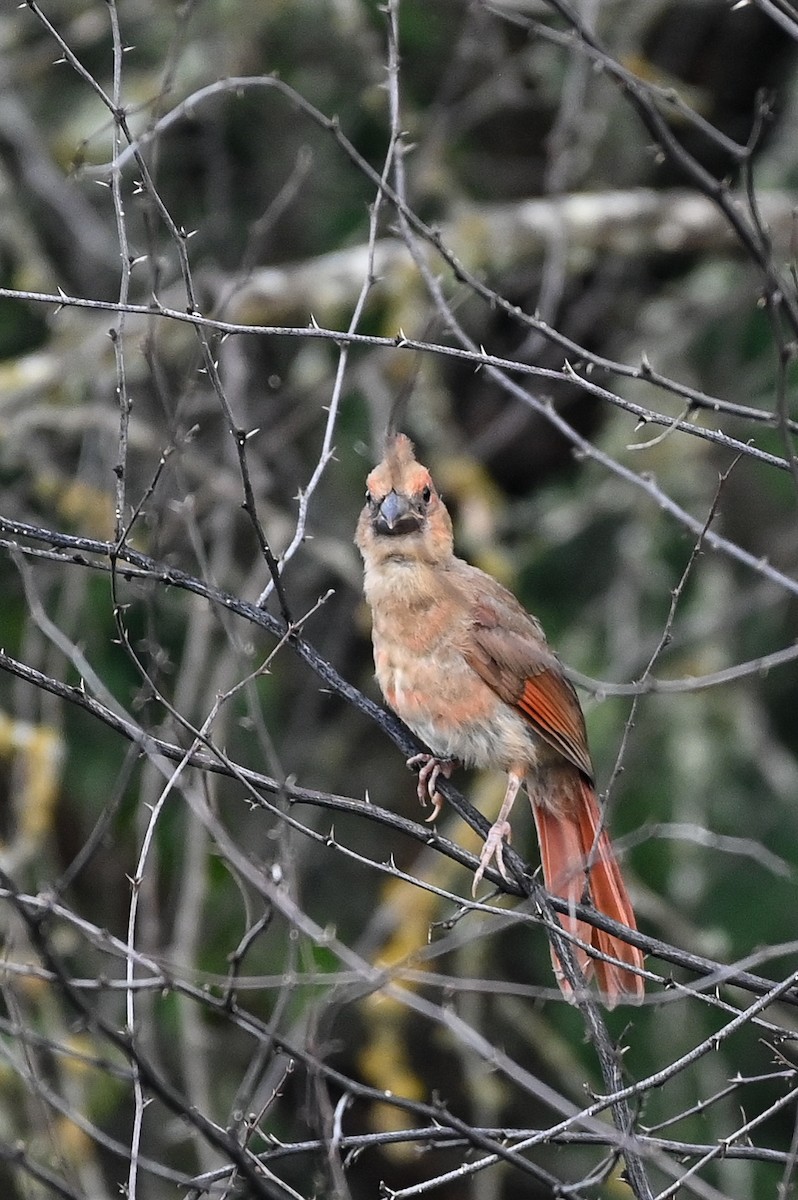 Northern Cardinal - ML620169110