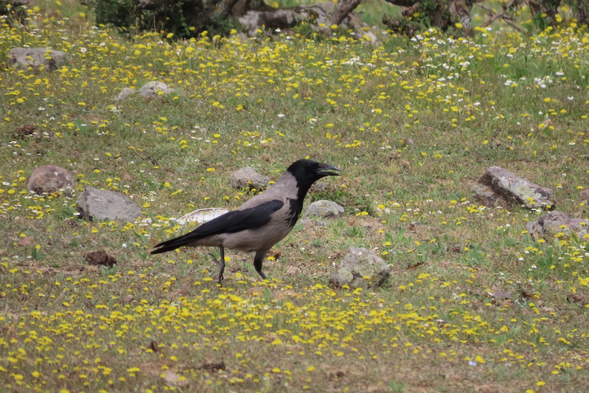 Hooded Crow - ML620169114