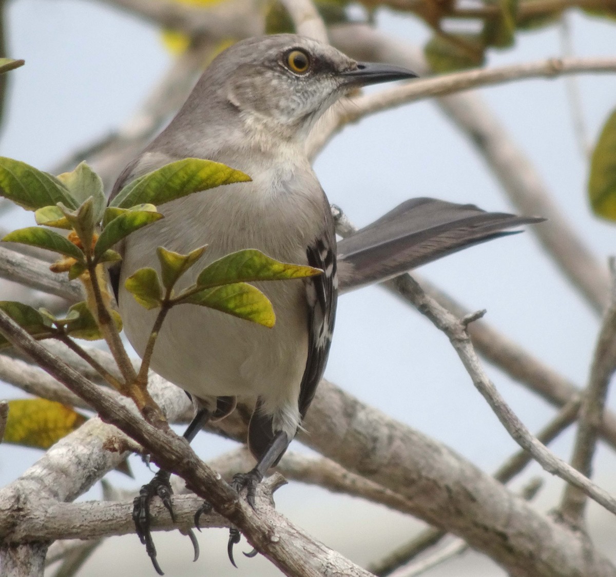 Northern Mockingbird - ML620169116