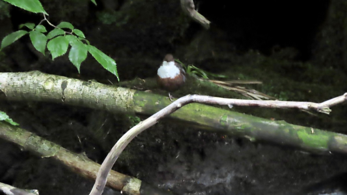 White-throated Dipper - ML620169117