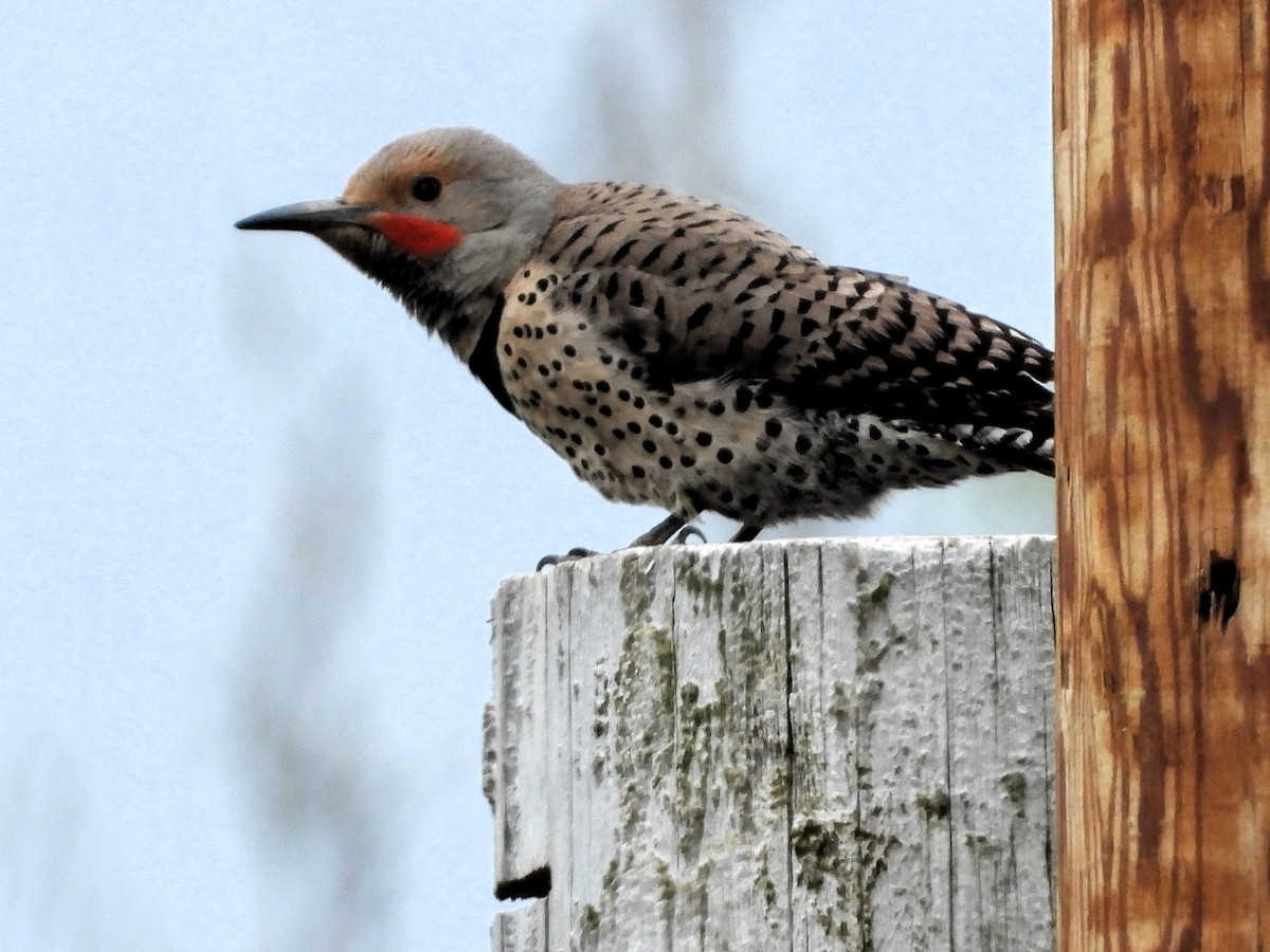 Northern Flicker - ML620169123