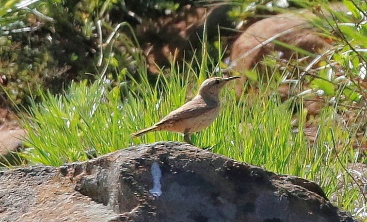 Rock Wren - ML620169125