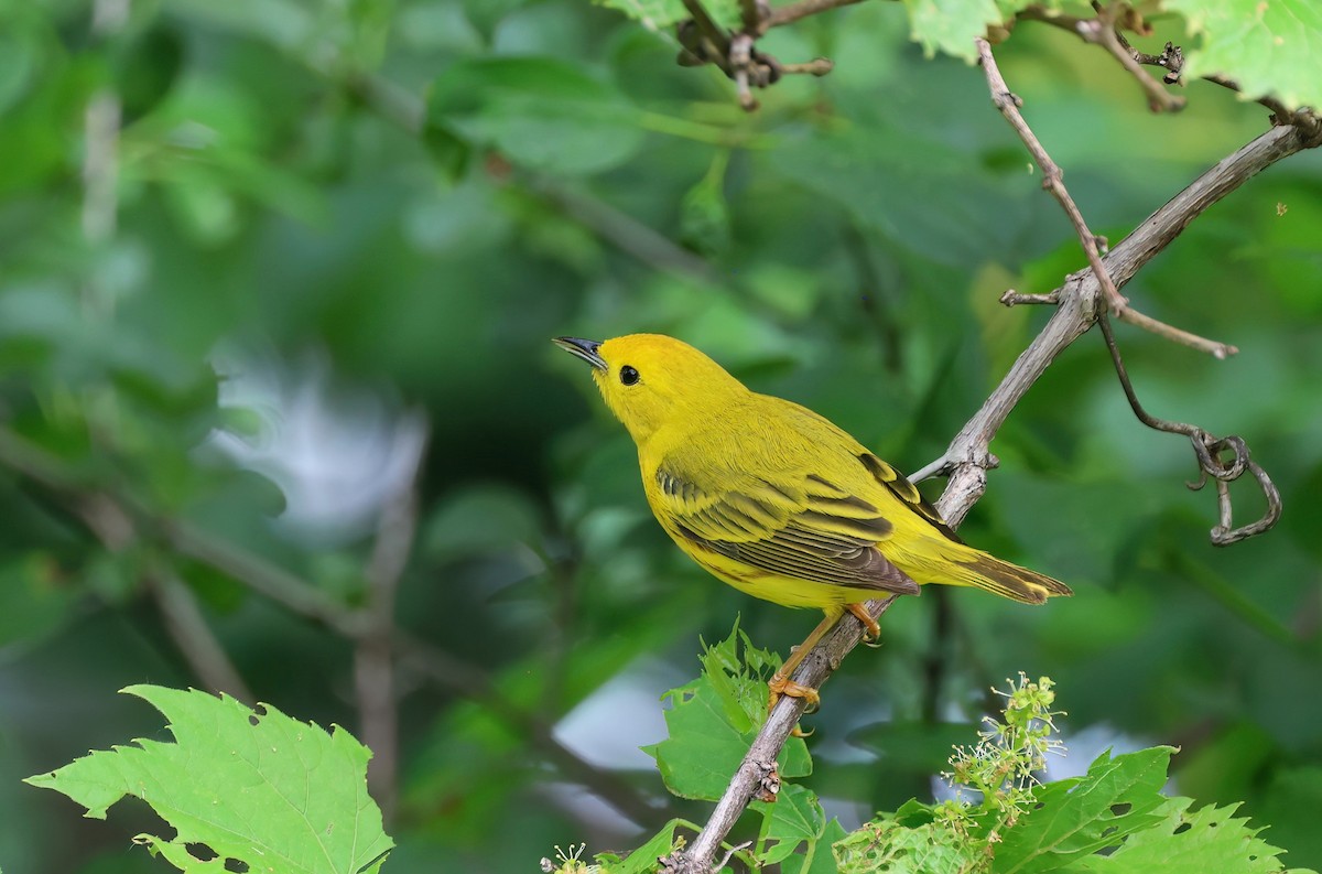 Yellow Warbler - ML620169127