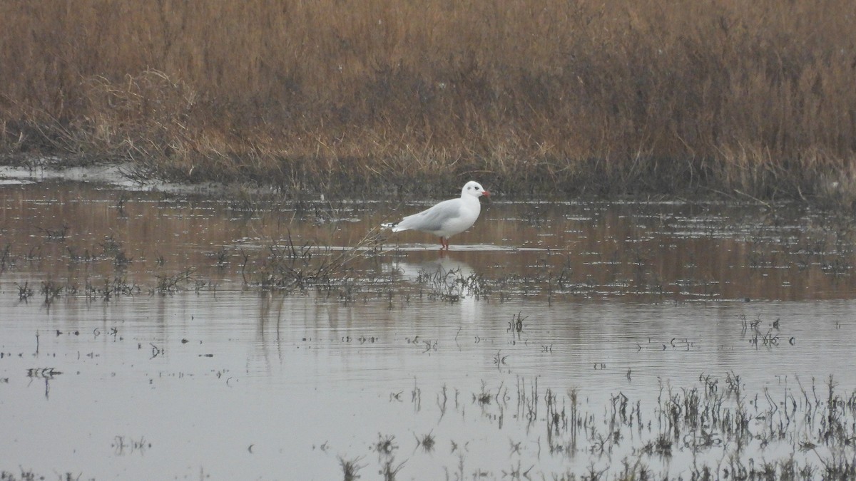 goéland ou mouette sp. - ML620169130