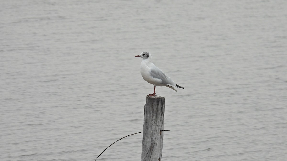 goéland ou mouette sp. - ML620169132