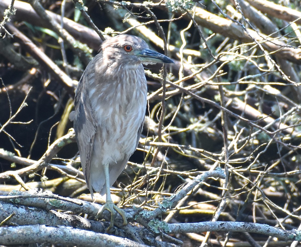 Black-crowned Night Heron - ML620169159