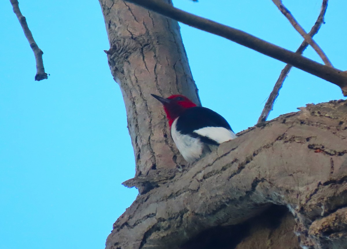 Red-headed Woodpecker - ML620169167
