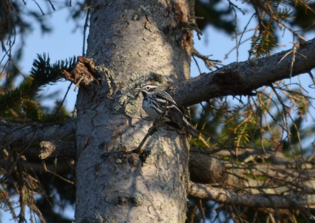 Black-and-white Warbler - ML620169169
