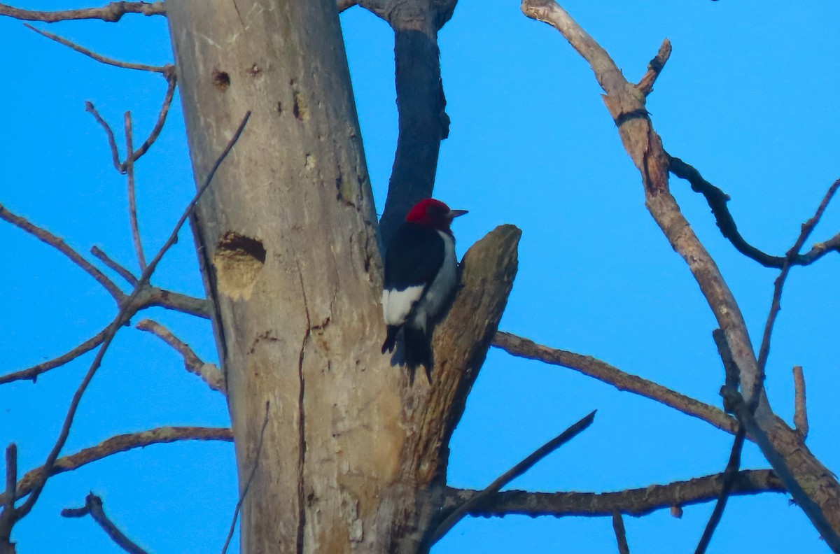 Pic à tête rouge - ML620169170