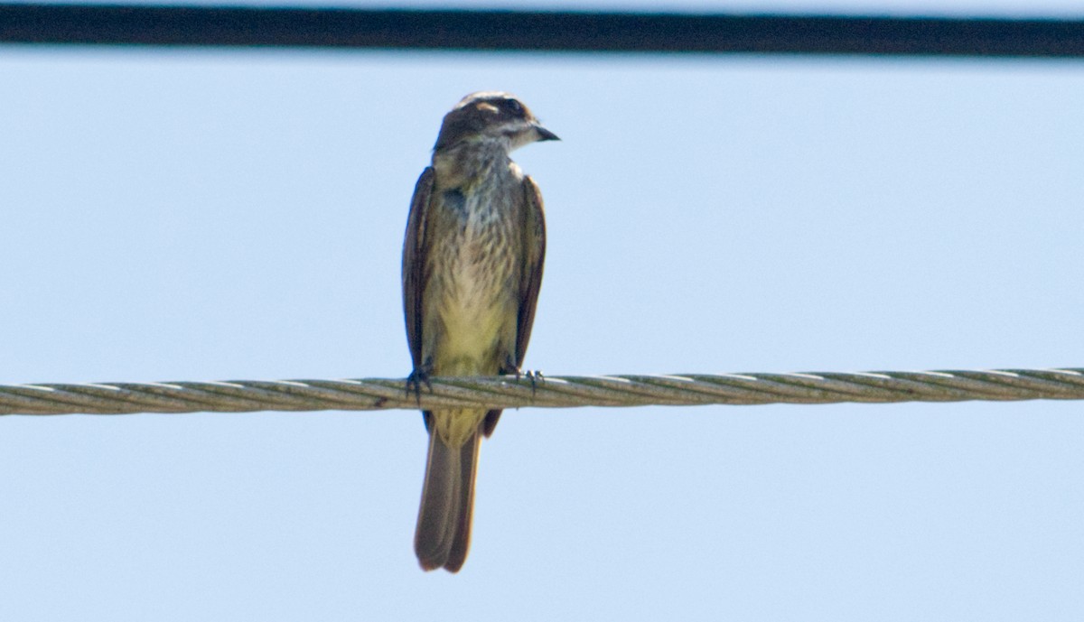 Piratic Flycatcher - ML620169173