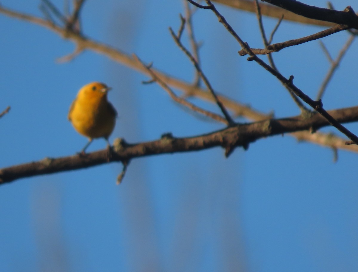 Paruline orangée - ML620169177