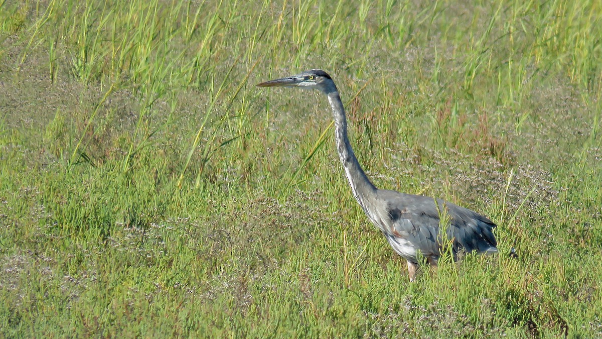 Great Blue Heron - ML620169195