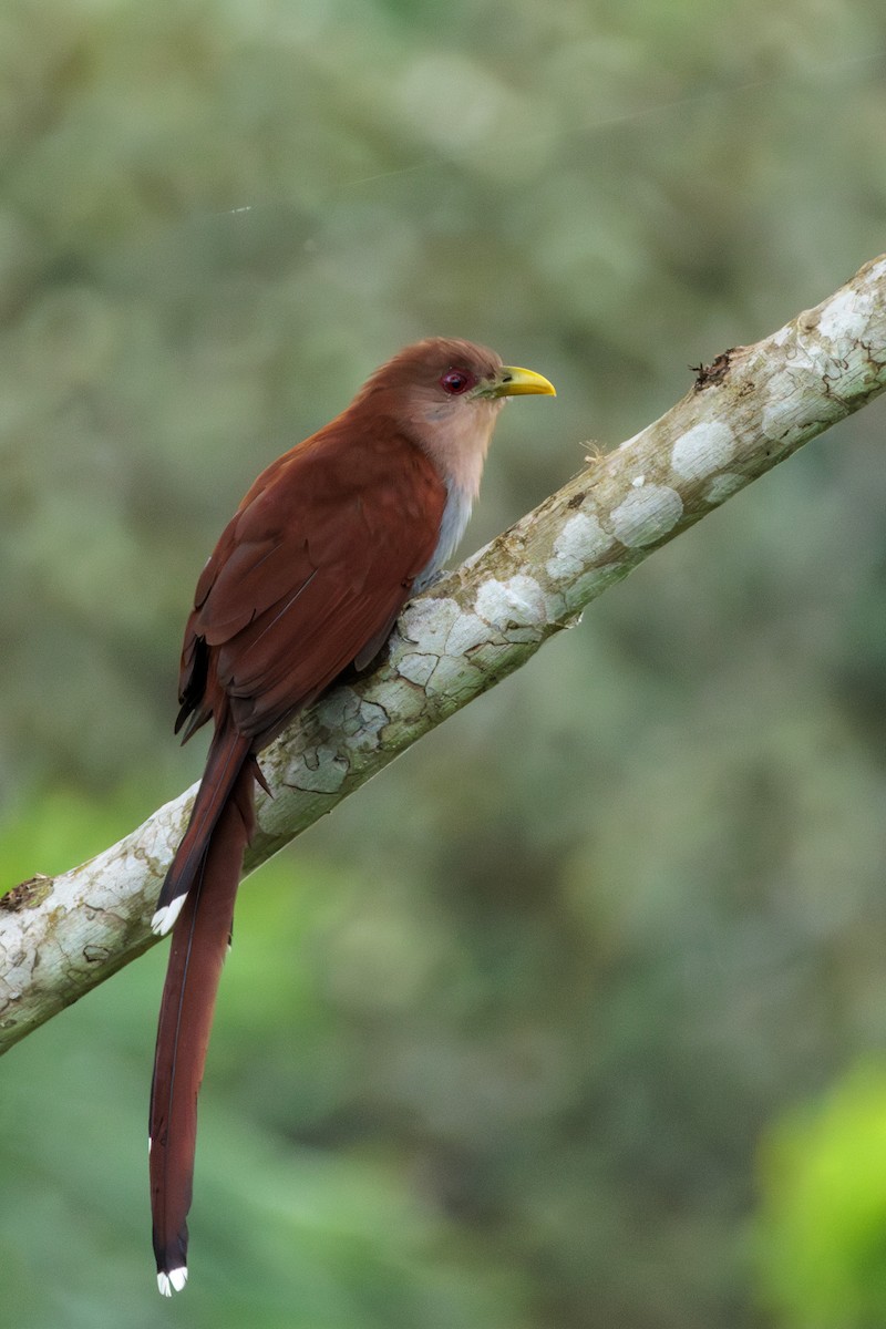 Squirrel Cuckoo - ML620169196