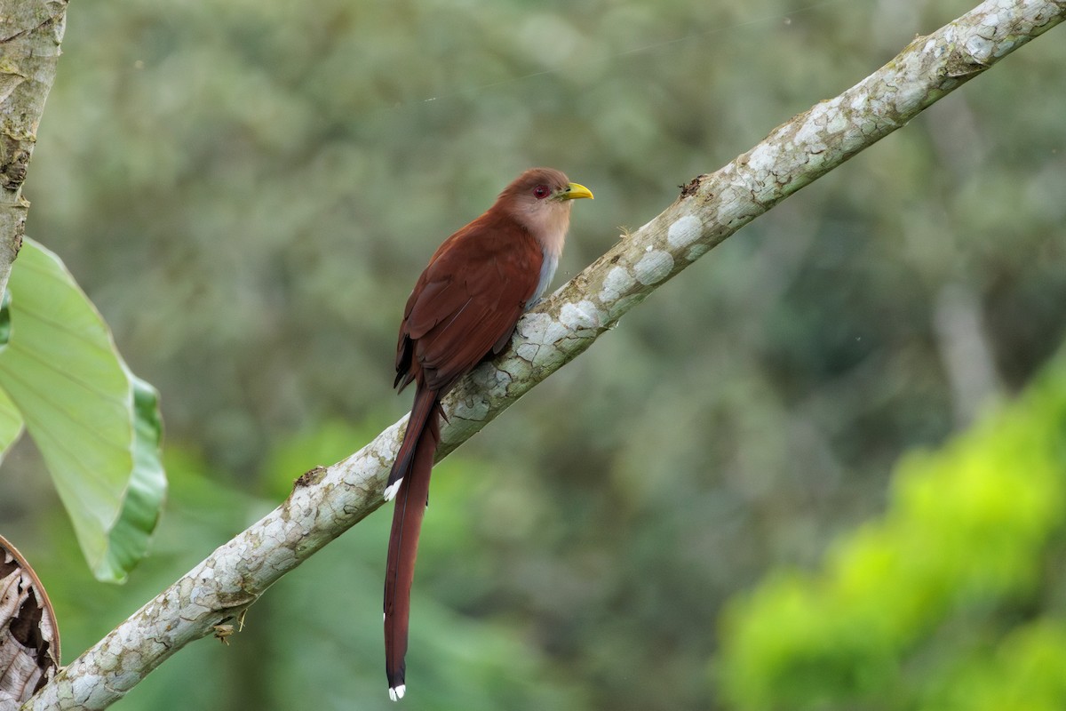 Squirrel Cuckoo - ML620169198