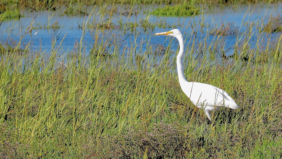 Great Egret - ML620169200