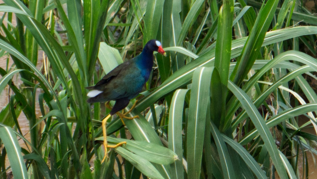 Purple Gallinule - ML620169202