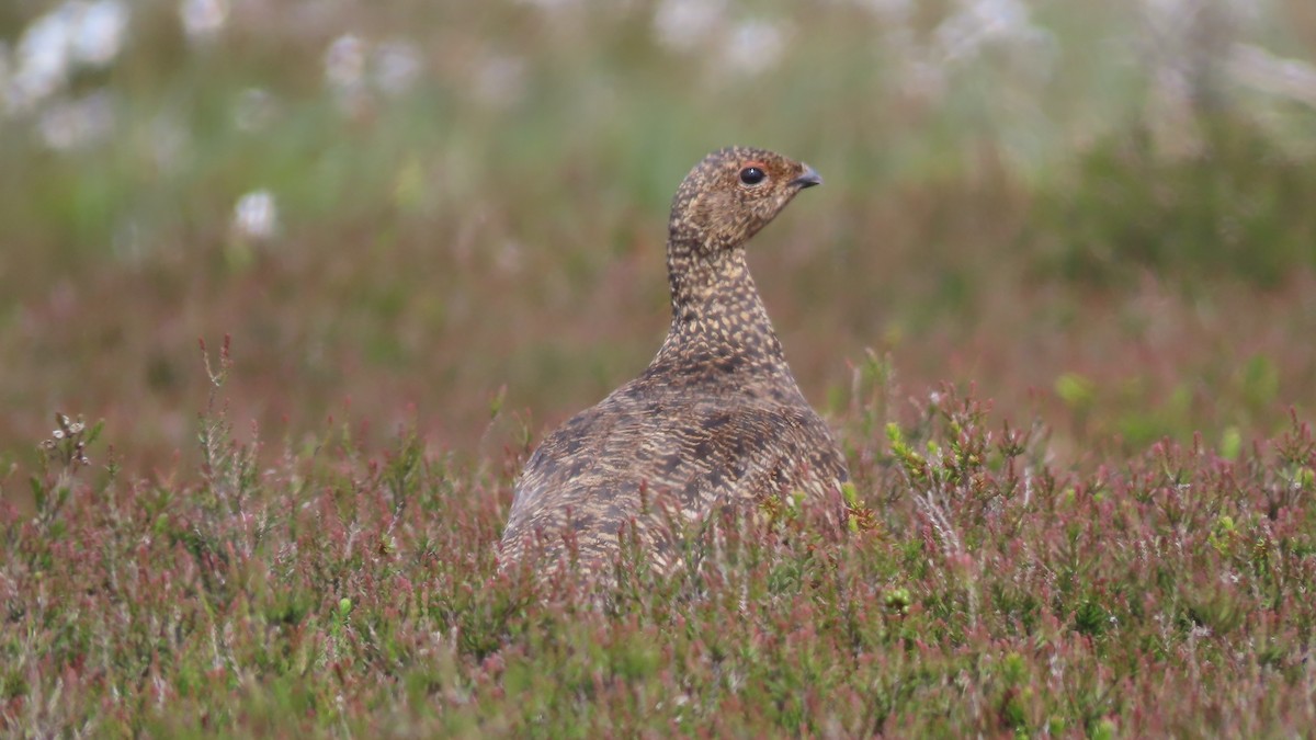 Willow Ptarmigan - ML620169203