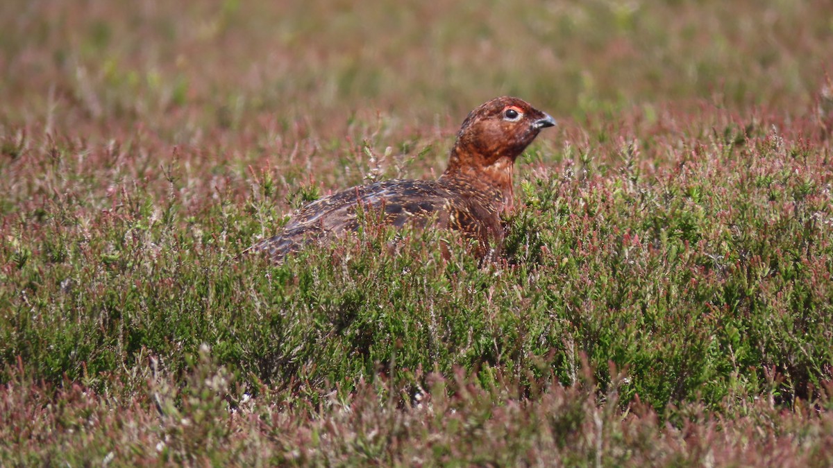 Willow Ptarmigan - ML620169205