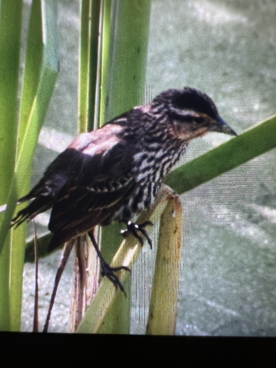 Red-winged Blackbird - ML620169208