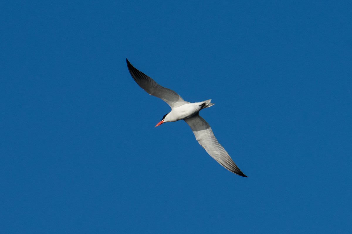 Caspian Tern - ML620169212