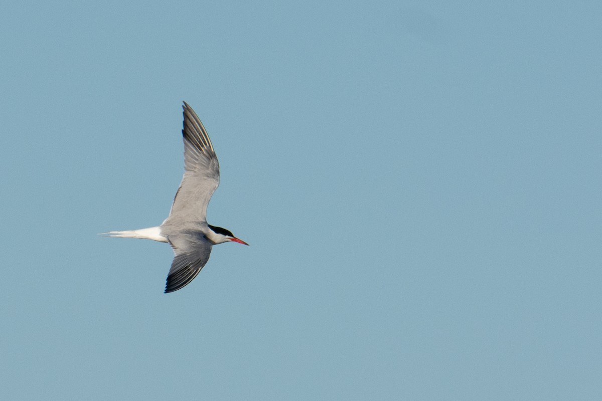 Common Tern - ML620169213