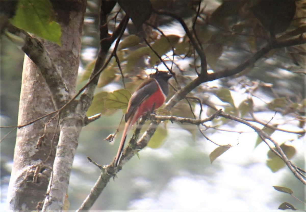 Trogon de Malabar - ML620169216