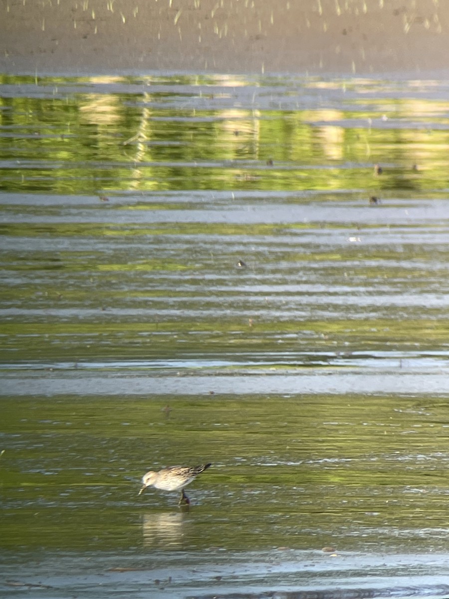 White-rumped Sandpiper - Kim Steininger