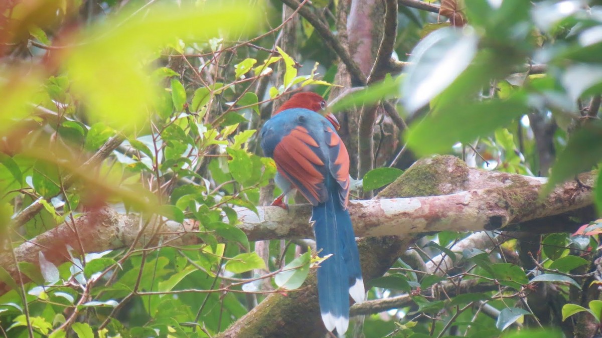 Sri Lanka Blue-Magpie - ML620169219