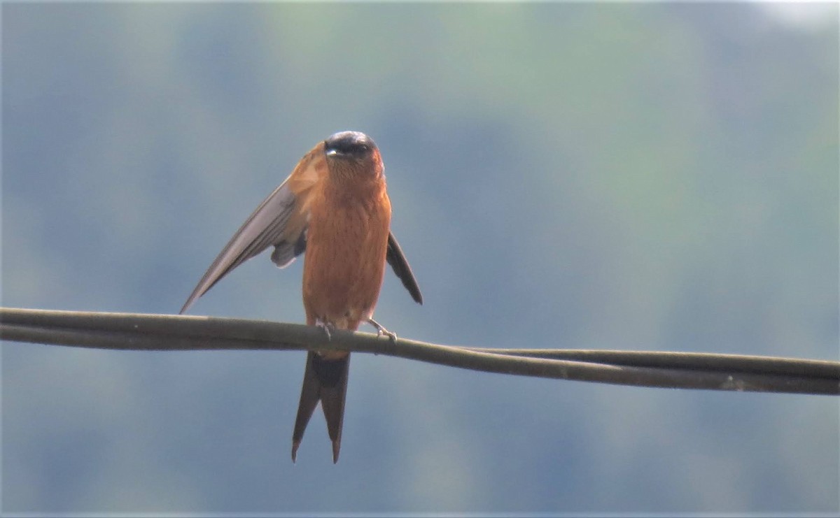 Sri Lanka Swallow - ML620169223