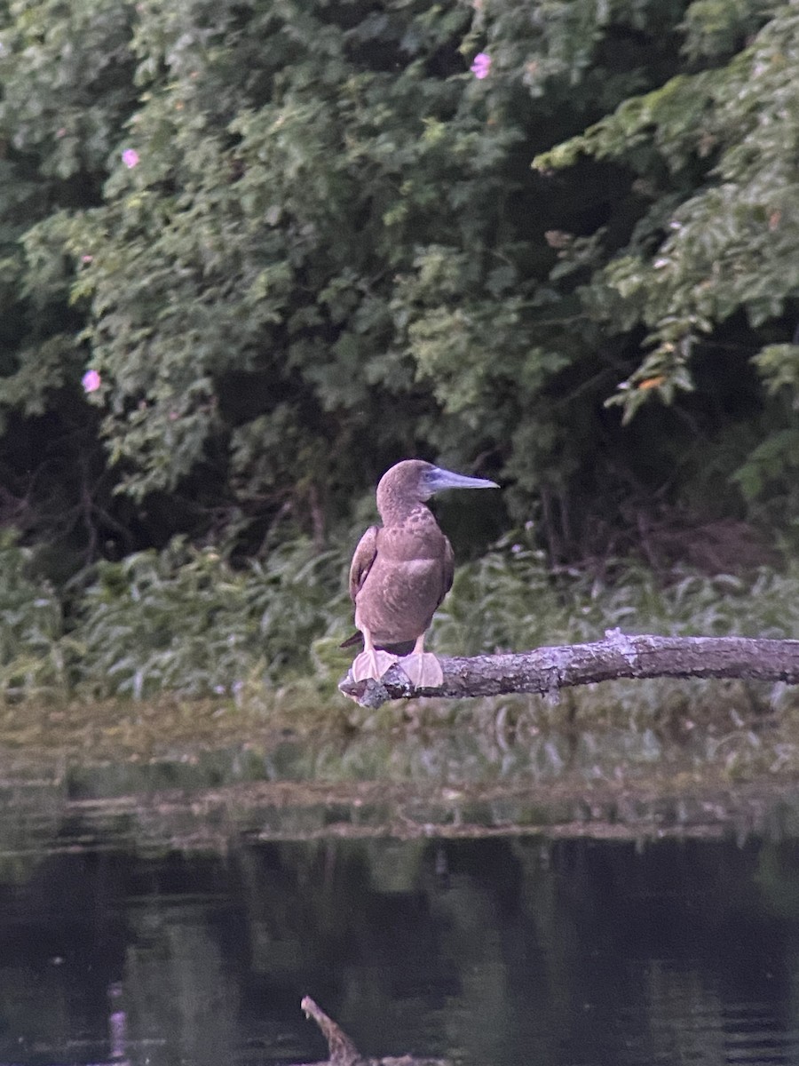 Brown Booby - ML620169224