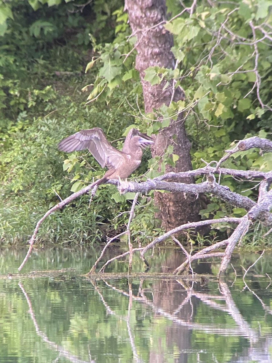 白腹鰹鳥 - ML620169226