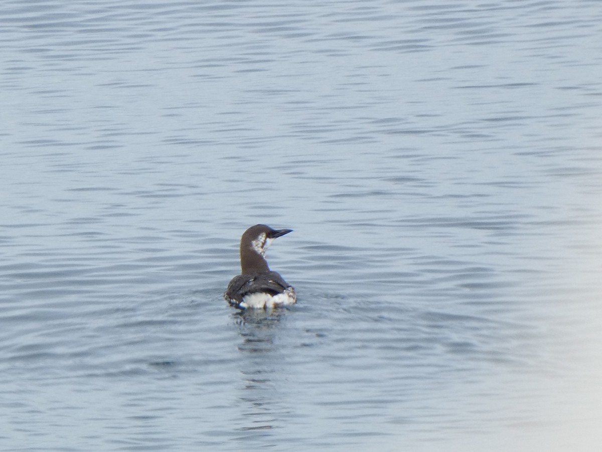 Common Murre - Christopher Rustay